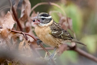Black-headed Grosbeak
