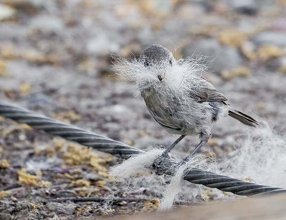 Oak Titmouse
