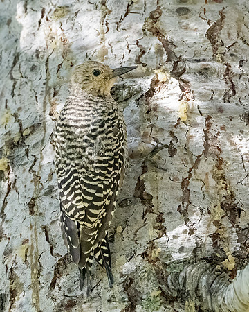 Williamson's Sapsucker