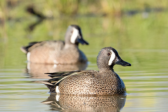 Blue-winged Teal