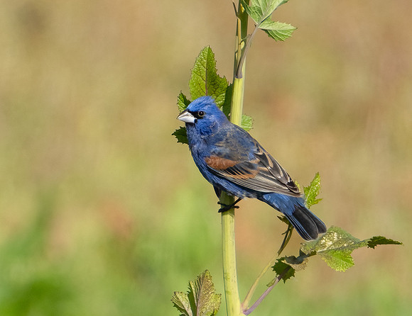 Blue Grosbeak