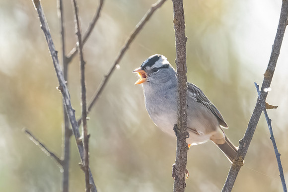 White-crowned Sparrow