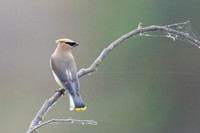 Cedar Waxwing