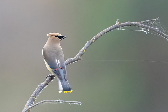 Cedar Waxwing