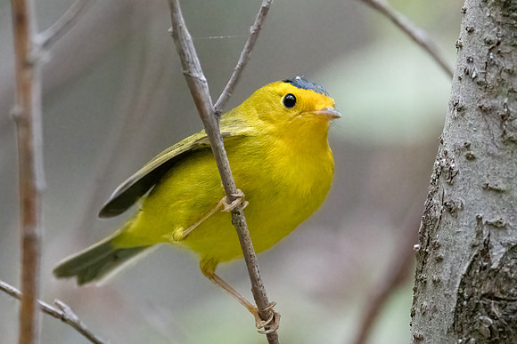 Wilson's Warbler