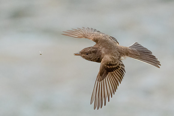 Black Phoebe