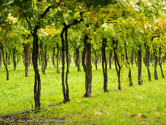 Vines