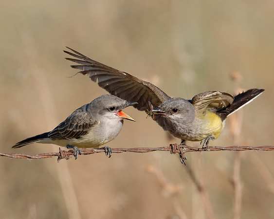 Western Kingbird