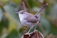 Bewick's Wren