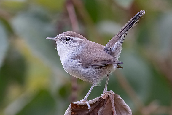 Bewick's Wren