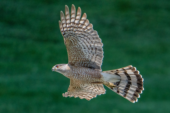 Cooper's Hawk