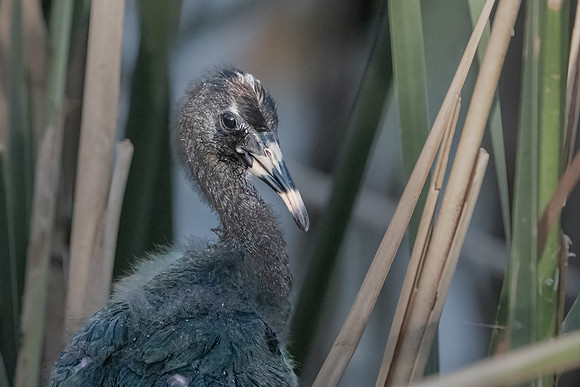 White-faced Ibis