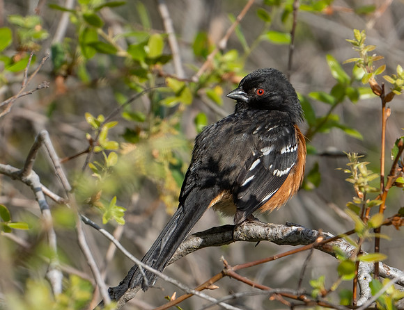 Spotted Towhee