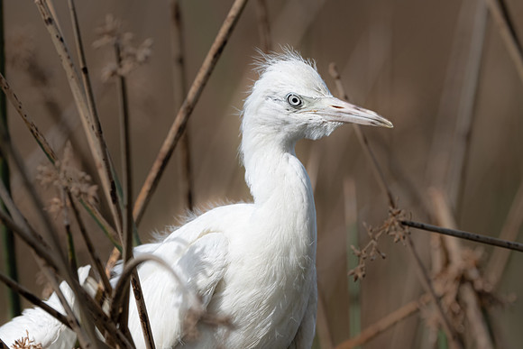 Western Cattle Egret