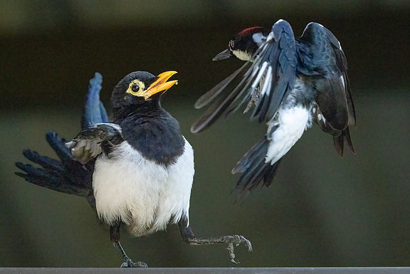 Yellow-billed Magpie