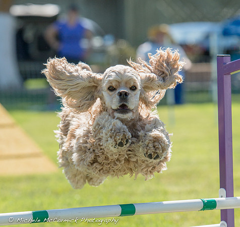 Agility Cocker