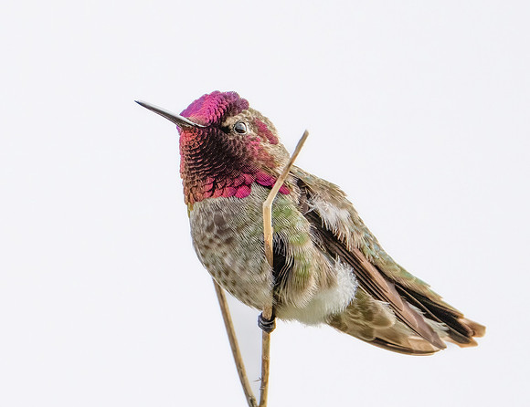 Anna's Hummingbird