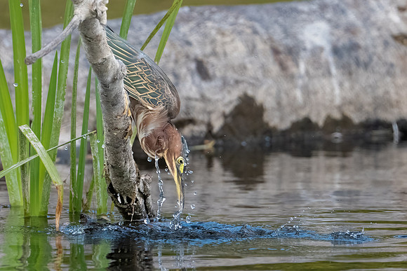Green Heron