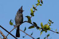 Phainopepla