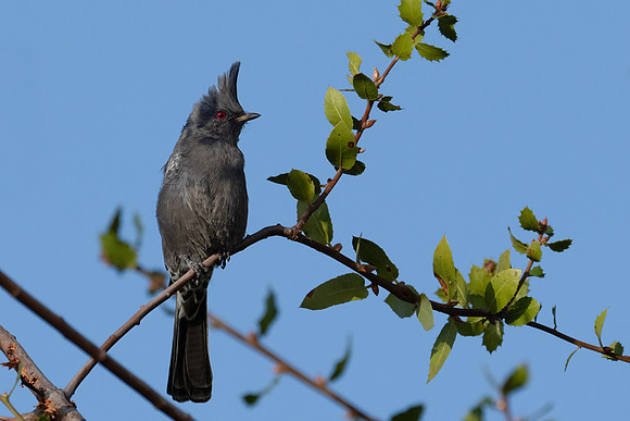 Phainopepla