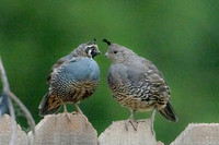 California Quail