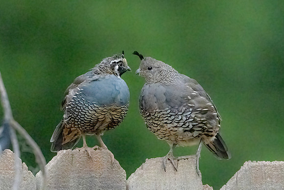 California Quail