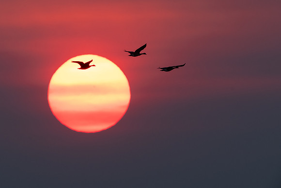 Canada Geese