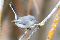 Blue-gray Gnatcatcher