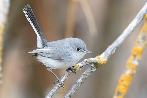 Blue-gray Gnatcatcher