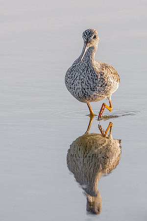 Greater Yellowlegs