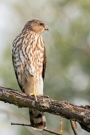 Cooper's Hawk