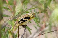 American Goldfinch