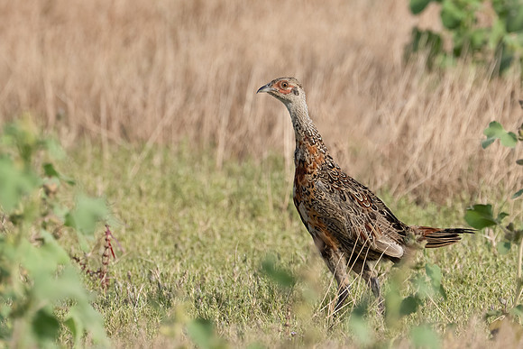 Ring-necked Pheasant