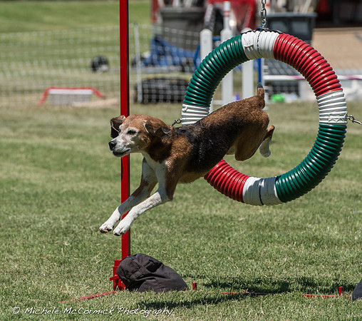 Agility Hound