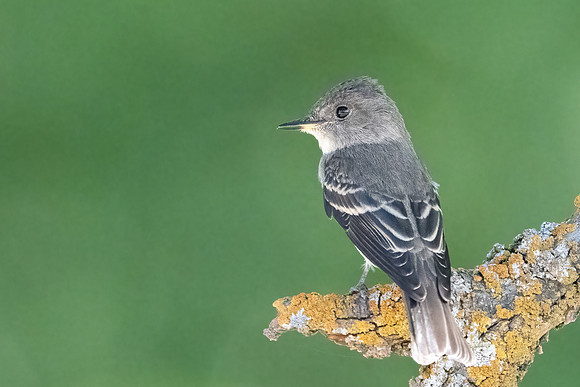 Western Wood-Pewee