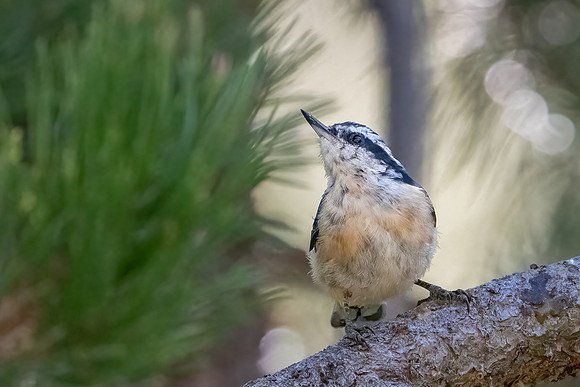 Red-breasted Nuthatch