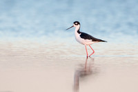 Black-necked Stilt