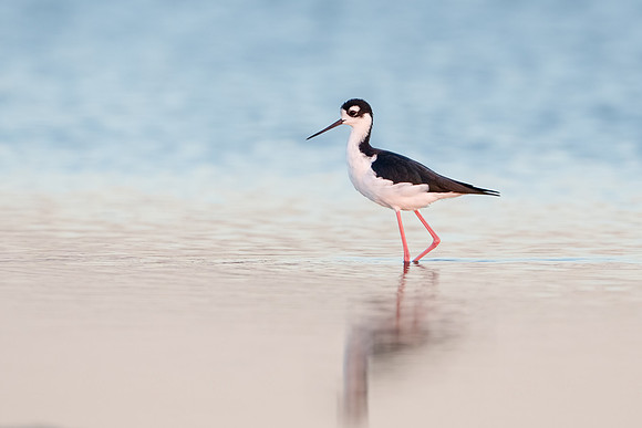 Black-necked Stilt