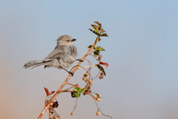Bushtit