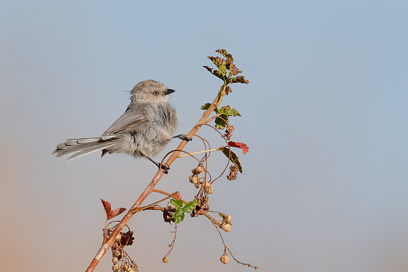 Bushtit