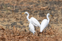 Great and Snowy Egrets