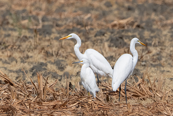 Great and Snowy Egrets