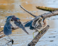 Green Heron