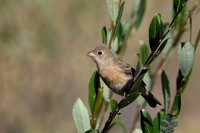 Lazuli Bunting