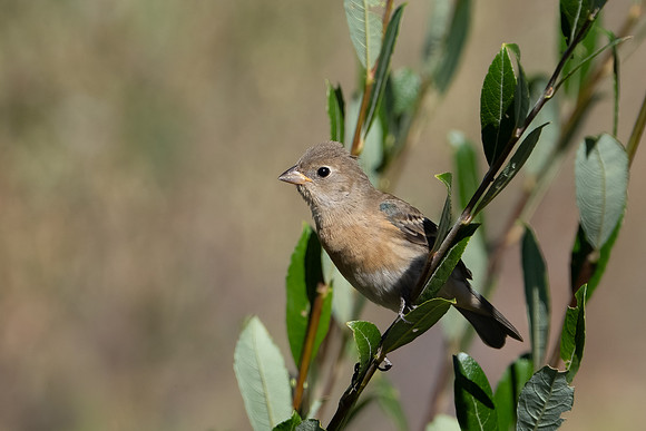 Lazuli Bunting