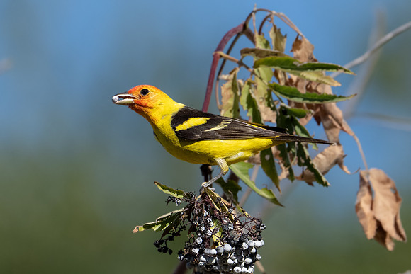 Western Tanager