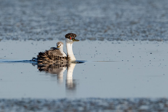 Western Grebe