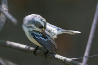 Black-throated Gray Warbler