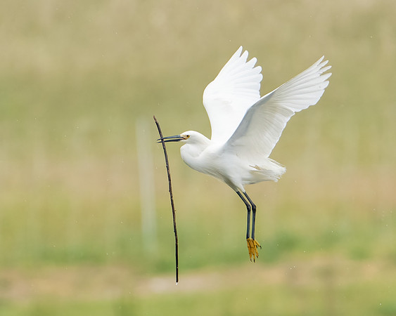 Snowy Egret