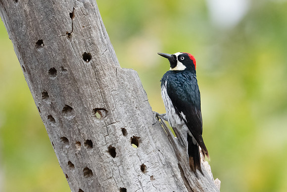 Acorn Woodpecker